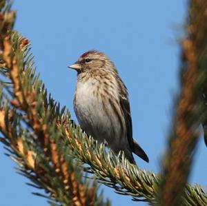 Common Redpoll