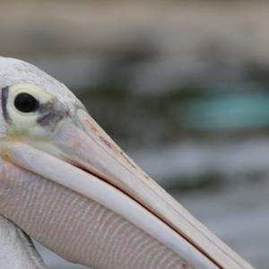 Pink-backed Pelican