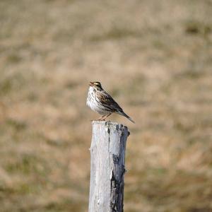 Savannah Sparrow