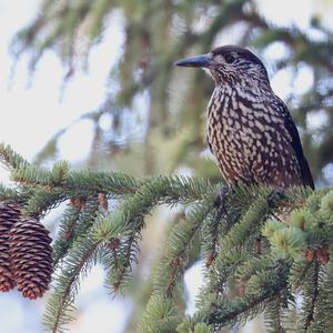 Spotted Nutcracker