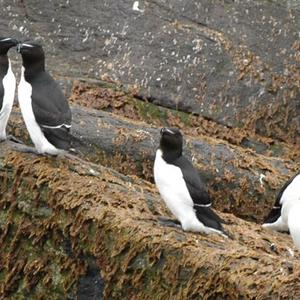 Razorbill