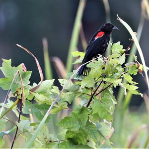 Red-winged Blackbird