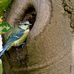 Blue Tit