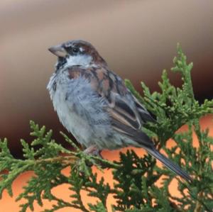 House Sparrow