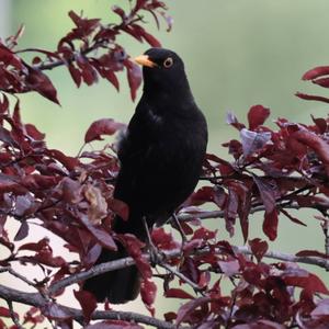 Eurasian Blackbird