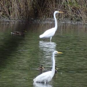 Great Egret