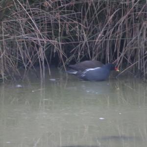 Common Moorhen