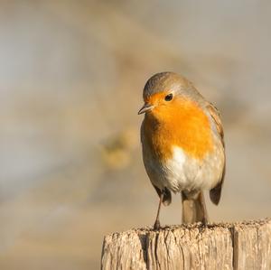 European Robin