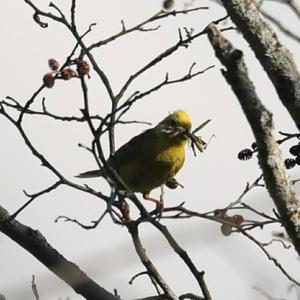 Yellowhammer