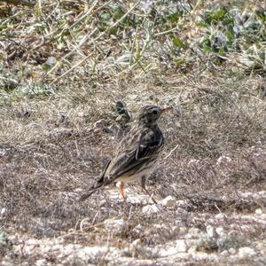 Meadow Pipit