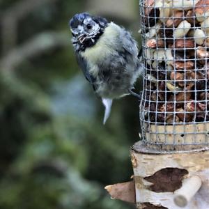 Blue Tit