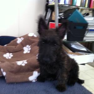 Scottish Terrier