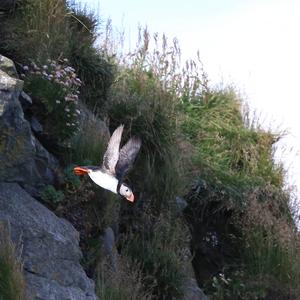 Atlantic Puffin