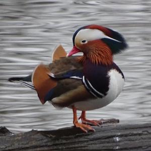 Mandarin Duck