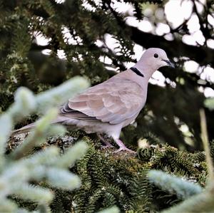 Eurasian Collared-dove