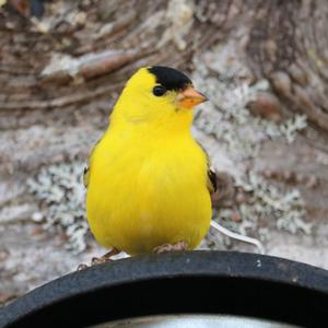 American Goldfinch