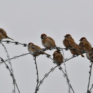 Eurasian Tree Sparrow