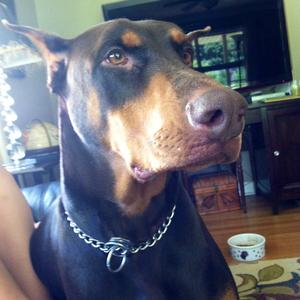 Doberman Pinscher