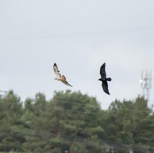 Common Buzzard