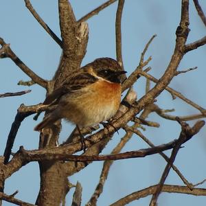 European stonechat