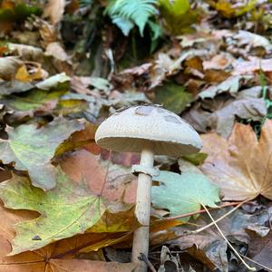 Shaggy Parasol