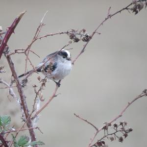 Long-tailed Tit