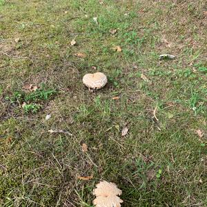 Summer Bolete