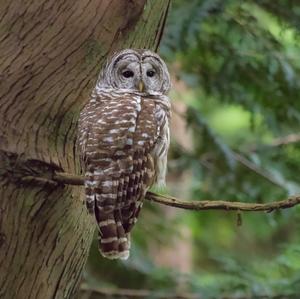 Barred Owl