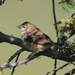 Garden Warbler