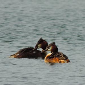 Great Crested Grebe