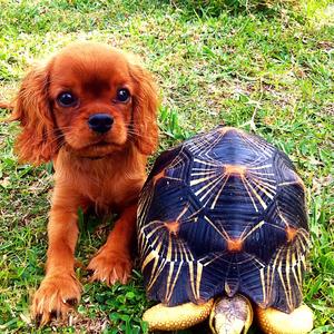 Cavalier King Charles Spaniel