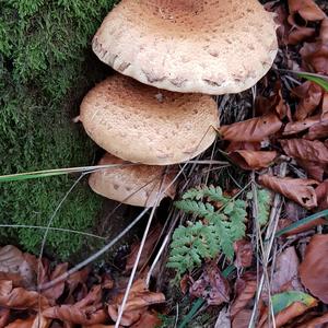 Scaly Pholiota