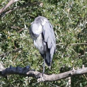 Grey Heron