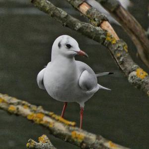 Black-headed Gull