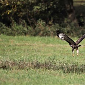 Mäusebussard