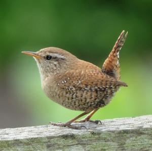 Winter Wren