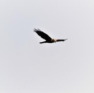 Western Marsh-harrier