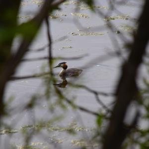 Great Crested Grebe