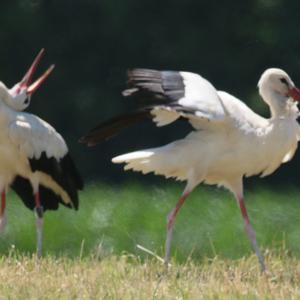 White Stork