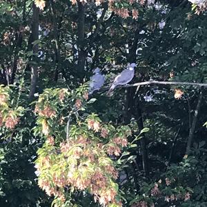 Common Wood-pigeon