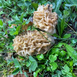 Yellow Morel