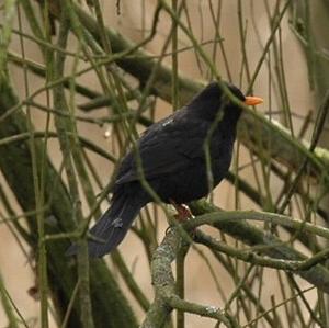 Eurasian Blackbird