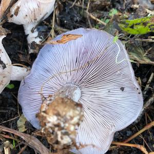 Wood Blewit