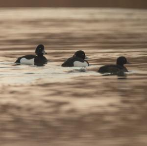 Tufted Duck