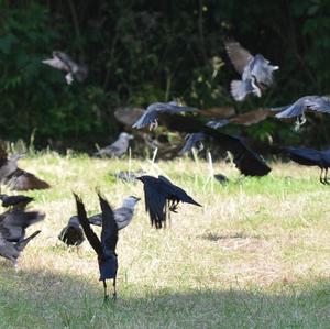 Eurasian Jackdaw