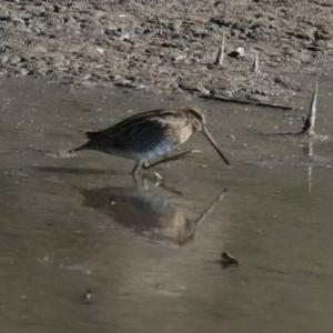 Common Snipe