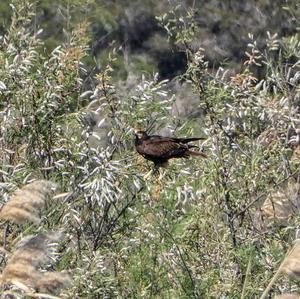 Western Marsh-harrier