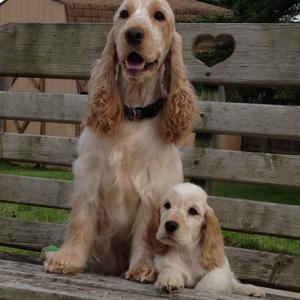 Spaniel (English Cocker)