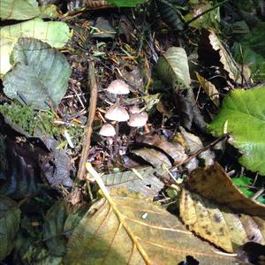 Mycena, Common