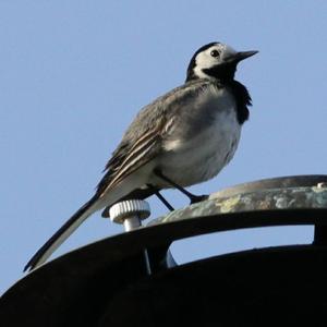 White Wagtail